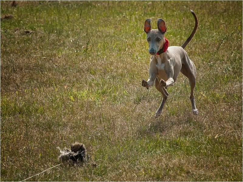 After the lure - Peter Cox.jpg